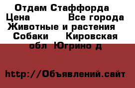 Отдам Стаффорда › Цена ­ 2 000 - Все города Животные и растения » Собаки   . Кировская обл.,Югрино д.